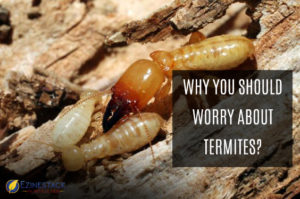 Why You Should Worry About Termites? | Learn Why Termites Are Harmful