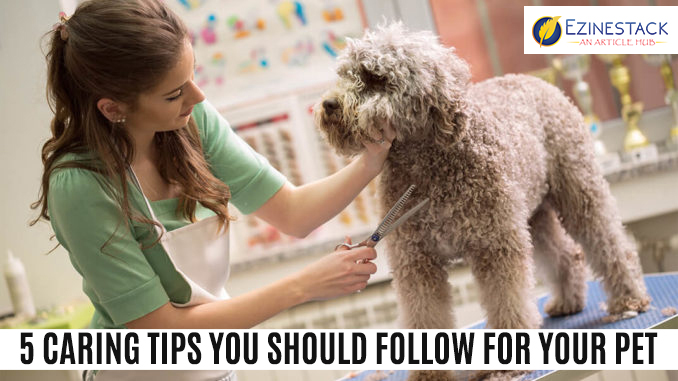 5 Caring Tips You Should Follow For Your Pet