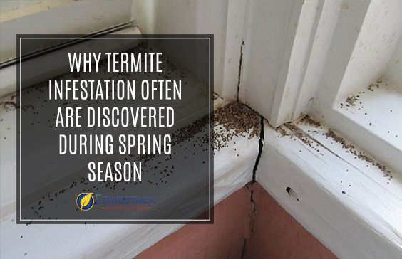 Why Termite Infestation Often Are Discovered During Spring Season
