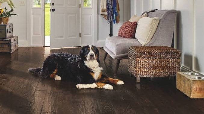 5 Best Pet Friendly Flooring Options For Your Pet Ezinestack