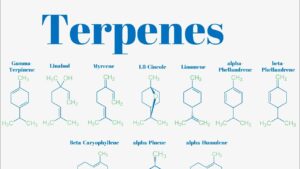 Terpenes Name